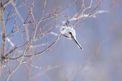 White 'snow fairy bird' hangs from a branch