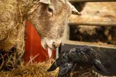 Fiona the sheep licking newborn lamb
