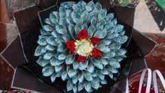 A bouquet made out of blue coloured Kenyan shilling banknotes.