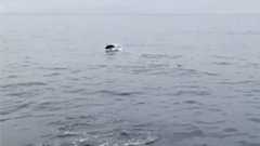 A school of tuna jumping off Welsh coast