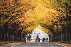 北大イチョウ並木の紅葉