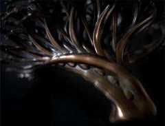 Darwin's Canopy: Art inspired by evolution