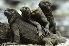 Evolution: The next 200 years