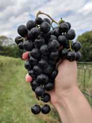 The Future of American Wine is Native