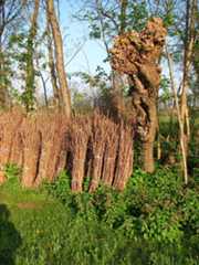 Pollarding trees in this system allows grapes and field crops to get more light, keep the trees at a manageable size, and provides leaf fodder for farm animals and bundles of sticks