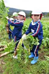 大根を収穫する園児=山形市