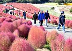紅葉したコキアを見ながらみはらしの丘を散策する韓国のツアー客=ひたちなか市馬渡
