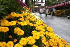 早咲きの菊が並ぶ笠間稲荷神社の参道=笠間市笠間