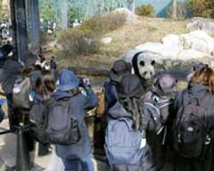 中国への返還発表後、初の来園日を迎え、ジャイアントパンダを観覧する人たち=16日午前、東京・上野動物園