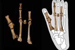 Le pied de Burtele (à gauche) et le pied incrusté dans le contour d’une empreinte de gorille.