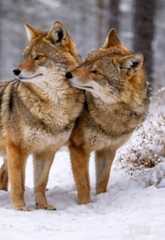 Шакалы Шакалы