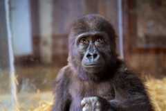 A photo of Zeytin posted by the Turkish Ministry of Agriculture and Forestry on Facebook in December 2024. No further updates have been provided since the country's announcement to not send Zeytin to Africa.