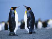 「Debian」と「Ubuntu」--「安定性」と「使いやすさ」で分かれる選択のポイント