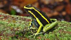 Three-striped poison dart frog Photo of a handsome stripy frog sitting upright on what looks like some moss.