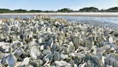 Old oyster bed Photograph of a pile of oyster shells with water in the background.