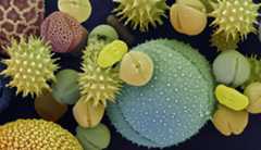 Pollen grains A colorized scanning electron microscope image of various pollen grains.