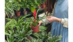 Žnybkite augalus, kad jie augtų stipresni