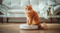 Cat on robot vacuum