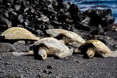 Sea Turtles taken on 2023-02-11T13:16:33-08:00 by Kathy Andrada