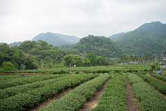 Pinglin Bao Zhong Tea Garden