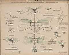 Design drawings show a man-powered flying machine with manually controlled wings entitled, "Vélocipède aérien,"