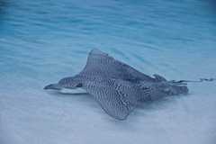 What is the Difference Between a Parameter and a Hyperparameter? How to Develop an Information Maximizing Generative Adversarial Network (InfoGAN) in Keras