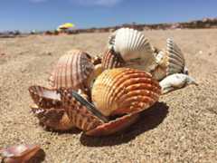 How to Develop a Probabilistic Model of Breast Cancer Patient Survival