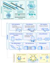 Cells 07 00147 g003 Cells 07 00147 g003