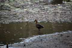 Wandering Whistling-Duck, Dendrocygna arcuata