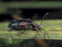 Ecnolagria tomentosa