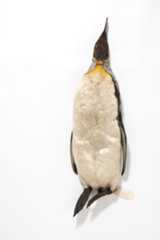 King Penguin Aptenodytes patagonicus