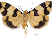 Termessa shepherdi Newman, 1856. Shepherd's Footman.