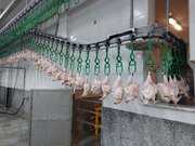 نبود نهاده دامی مرغها را زودتر و با وزن پایینتر راهی کشتارگاه میکند