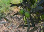 امسال برای تولید ۱۰۰ هزار تن زیتون هدفگذاری شده است