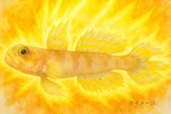 スーパーサイヤ人みたいな新種ハゼ発見!「スーパーサイヤン」と命名