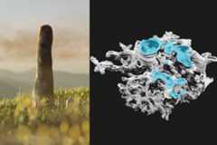 4億年前の巨大キノコ、内部構造と成分を分析したら「植物でも菌でもない何か」だった