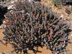 Mesembryanthemum tomentosum. Photo (c) Pieter Van Wyk. This species moved from LC to CR in 2025, for genuine reasons.