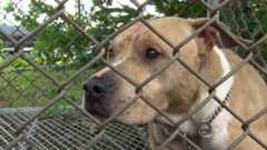 『キャー』女性が悲鳴「見たら、ピットブルが犬を噛んでいた」 保育園の横で闘犬「ピットブル」を飼育 相次ぐ被害に専門家は「規制が必要」 | 福岡のニュース|RKB NEWS|RKB毎日放送