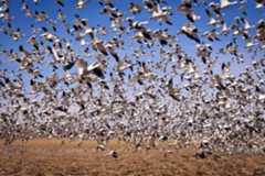 Craft cms add content with content migrations