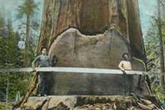 Logging to a file craft cms 4