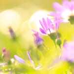 ボケの作例 望遠レンズ