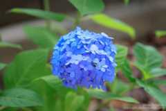 あじさいの撮り方 日の丸構図