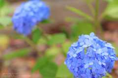 あじさいの撮り方