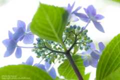 あじさいの撮り方 裏から覗く