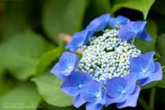 あじさいの撮り方