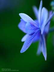 あじさいの撮り方 背景