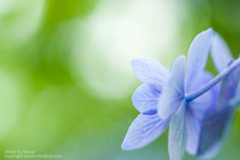 あじさいの撮り方 背景