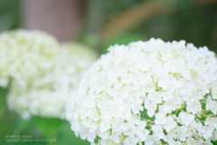 あじさいの撮り方