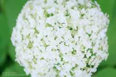 あじさいの撮り方 日の丸構図