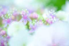 あじさいの撮り方 マクロ